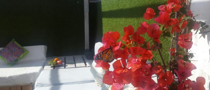 Rose Bougainvillea and butterfly