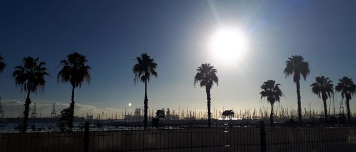 Palm trees lining the City of Las Palmas